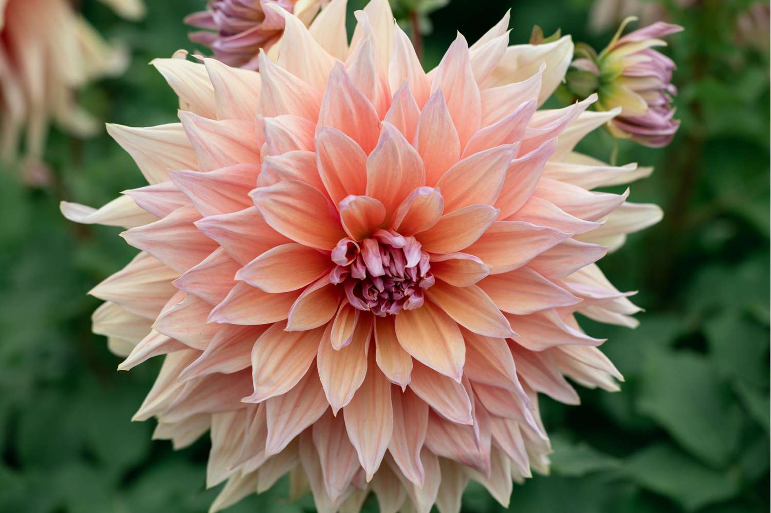 Dahlie 'Mango Madness'